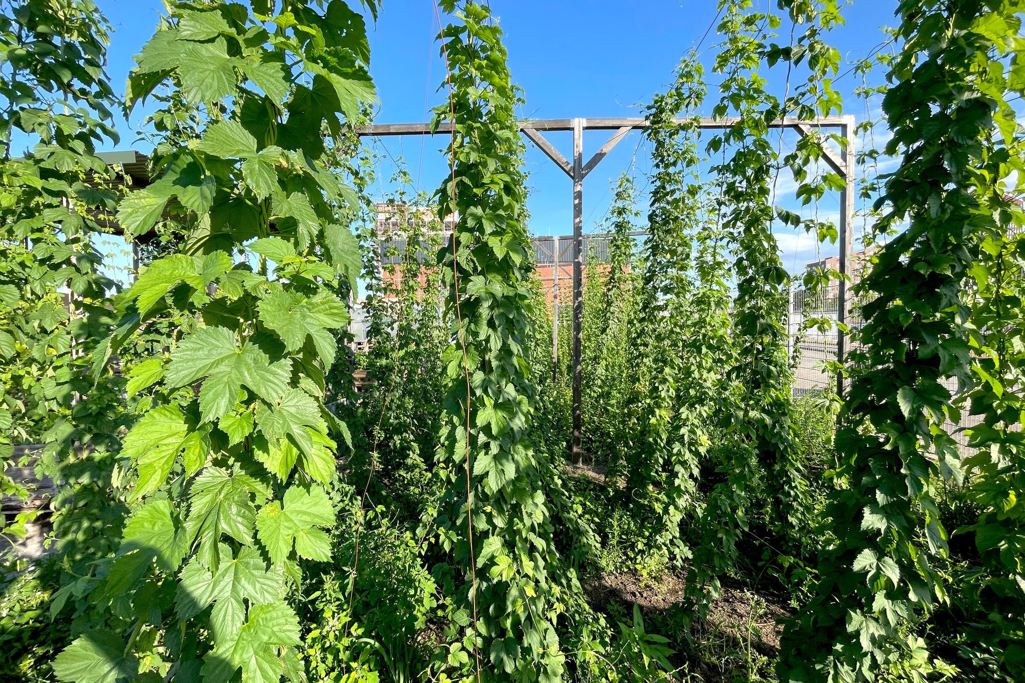 Gemüsewerft und Hopfengarten auf der Bremer Überseeinsel