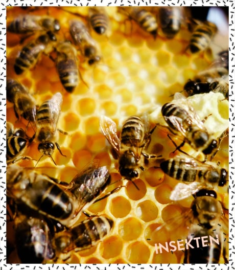 Vorbild Bienenwabe: Häuser, Möbel und Wohnaccessoires im Zeichen des Sechsecks.